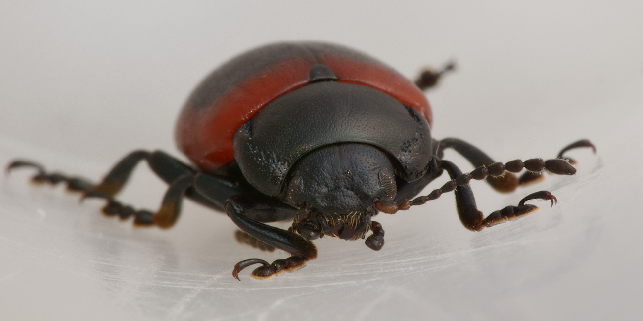 Chrysolina limbata, maschio